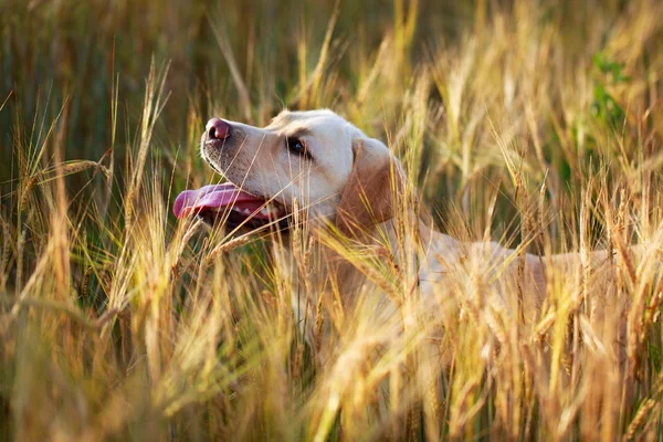 Animali — Foto Stock