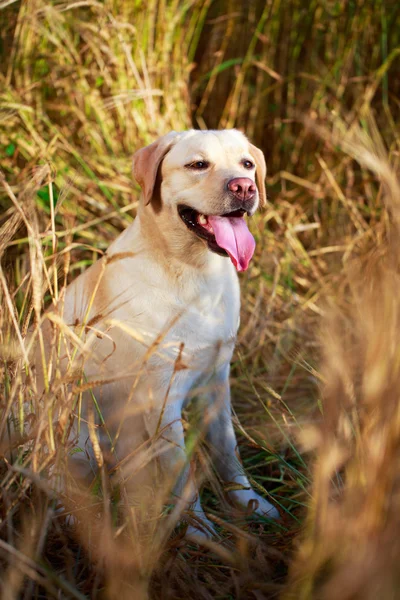 Animal — Stock Photo, Image