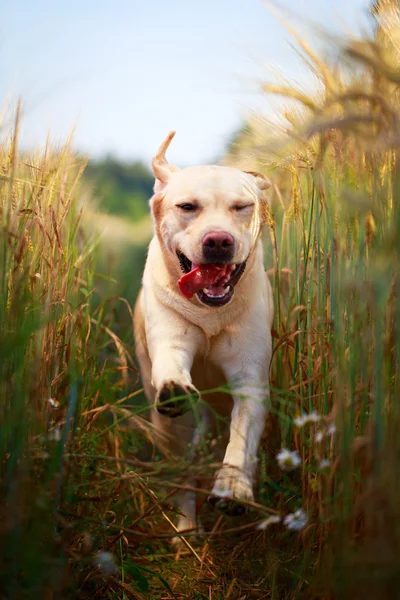 Animais — Fotografia de Stock