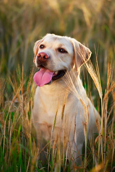 Animais — Fotografia de Stock