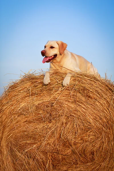 Animal — Stock Photo, Image