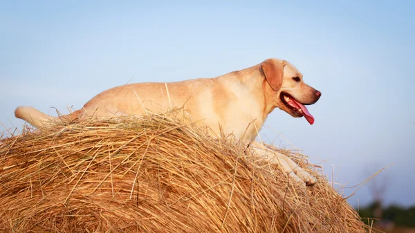 Animal — Stock Photo, Image