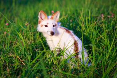 Beyaz-Kırmızı tilki