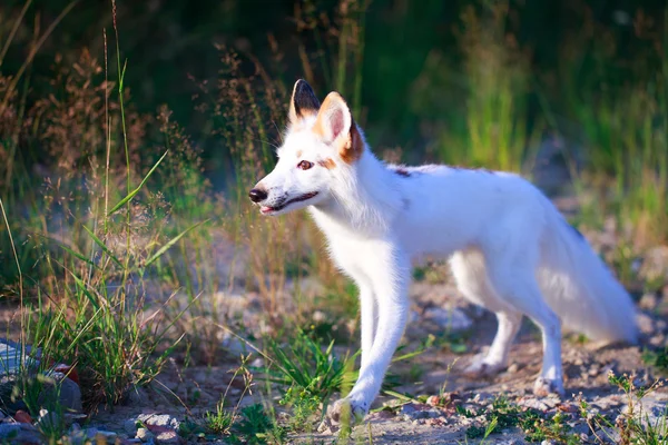 White-red fox — Stock Photo, Image