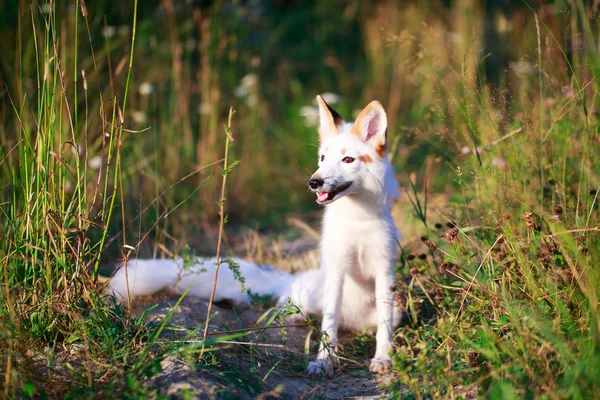 White-red fox — Stock Photo, Image