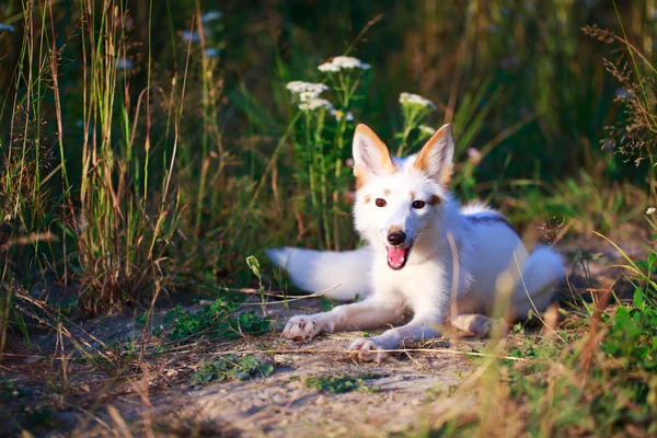 White-red fox — Stock Photo, Image