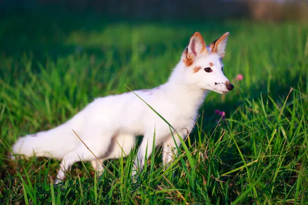 White-red fox — Stock Photo, Image