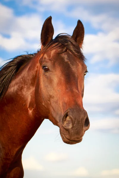 Dierlijk — Stockfoto