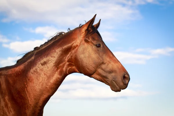 Animales. — Foto de Stock