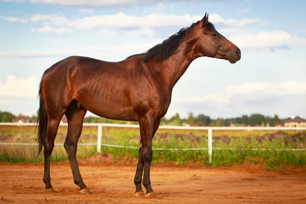 Animales. — Foto de Stock