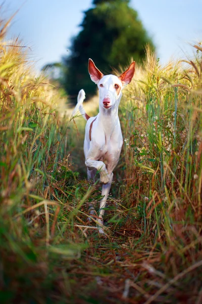 動物 — ストック写真