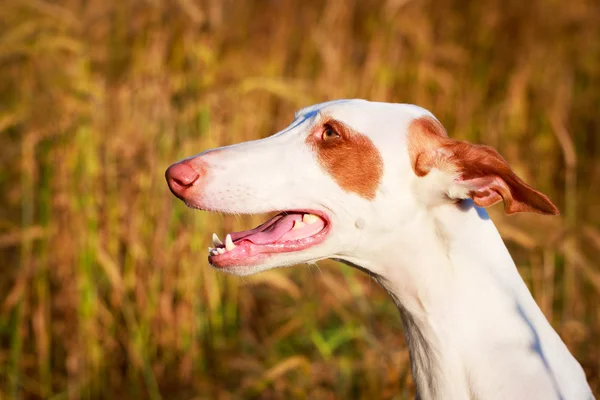 Animal — Stock Photo, Image