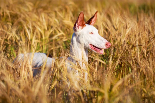 Animali — Foto Stock