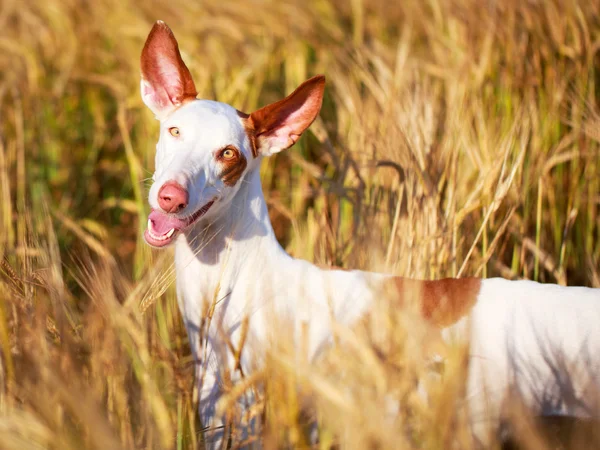 Animales. — Foto de Stock