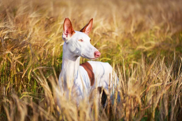 Animali — Foto Stock