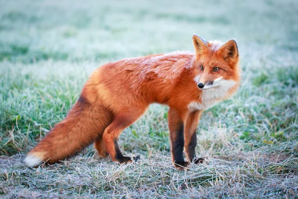 Volpe animale — Foto Stock