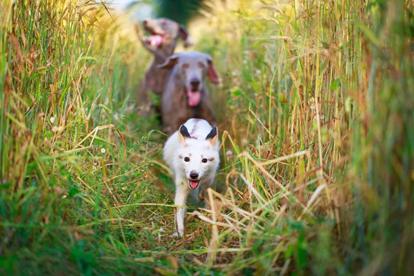 Raposa animal — Fotografia de Stock