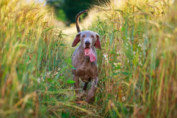 Dierlijke hond — Stockfoto