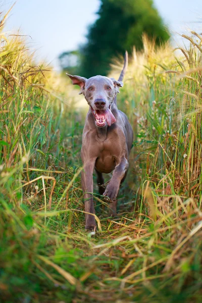 Állat-kutya — Stock Fotó