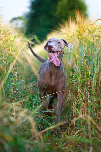 Dierlijke hond — Stockfoto