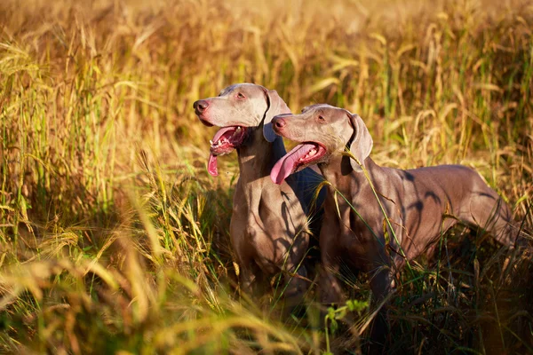 Cão animal — Fotografia de Stock