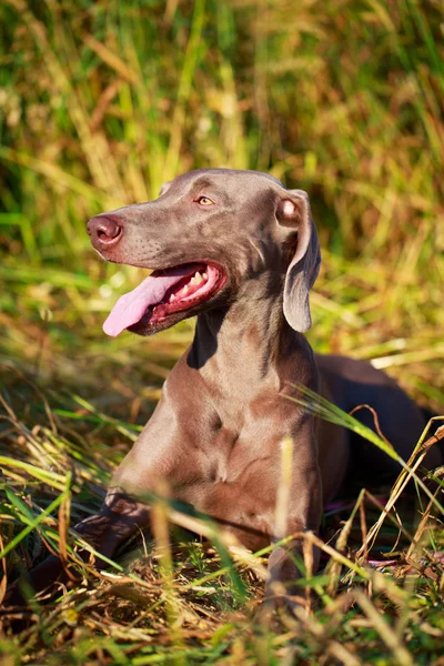 Dyrehund – stockfoto