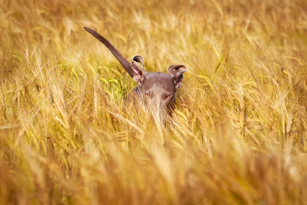 Perro animal — Foto de Stock