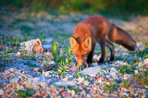 Djurens Fox — Stockfoto