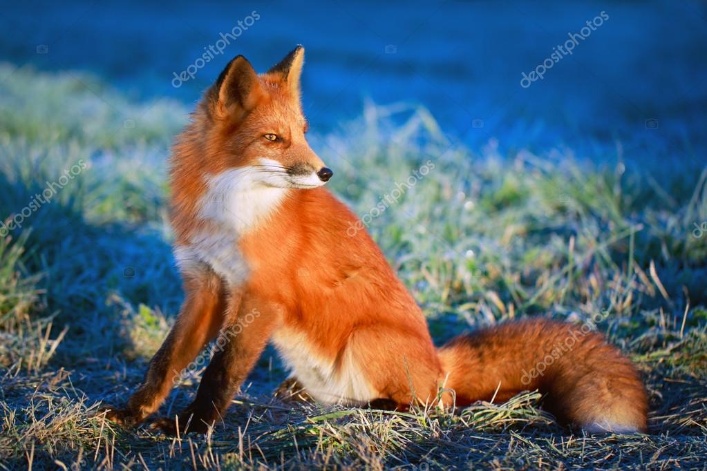Animal Fox Stock Photo by ©Drago_Nika 54612659 Animal Fox Stock Photo by ©Drago_Nika 54612659
