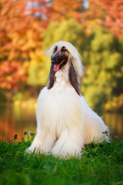 Animal Dog — Stock Photo, Image