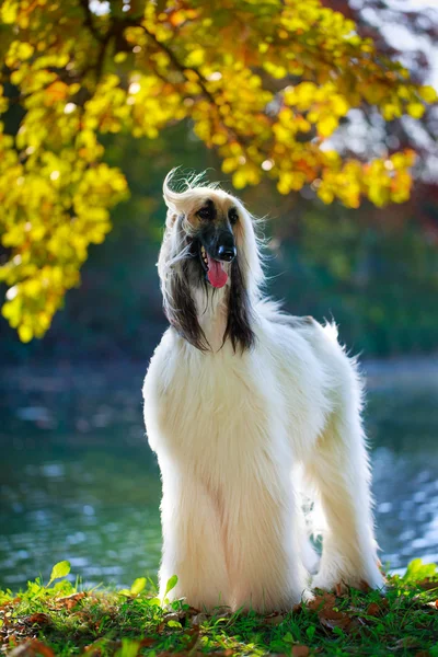 Cão animal — Fotografia de Stock