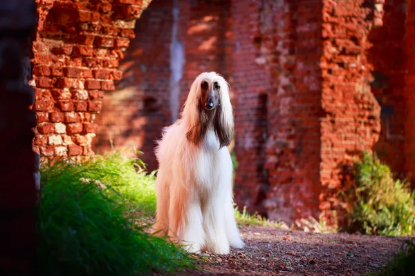 Cane animale — Foto Stock