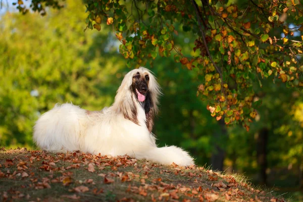 Cão animal — Fotografia de Stock