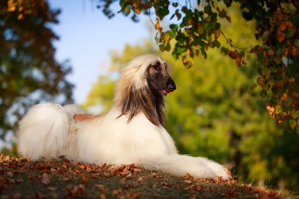 Perro animal — Foto de Stock