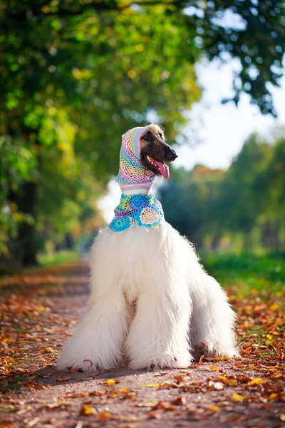 Cão animal — Fotografia de Stock