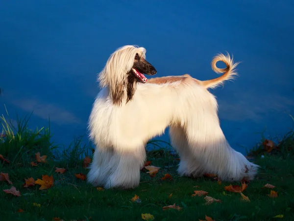 Animal Dog — Stock Photo, Image