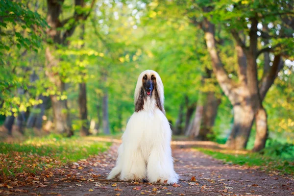 Cane animale — Foto Stock