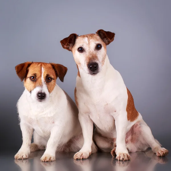 Tierischer Hund — Stockfoto