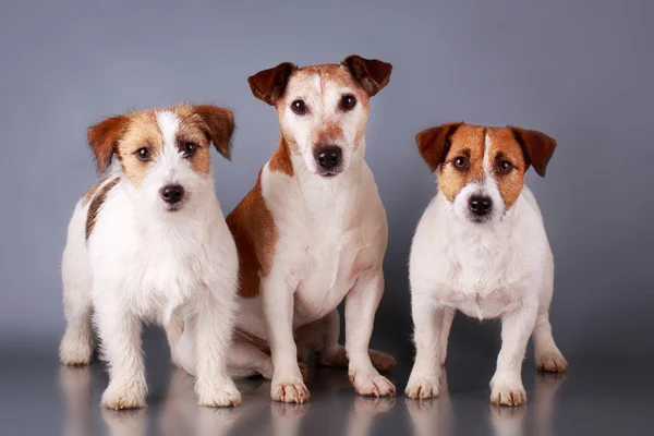 Tierischer Hund — Stockfoto