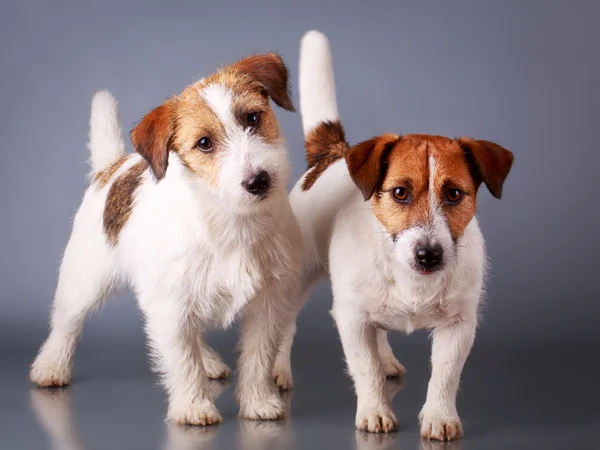 Cão animal — Fotografia de Stock