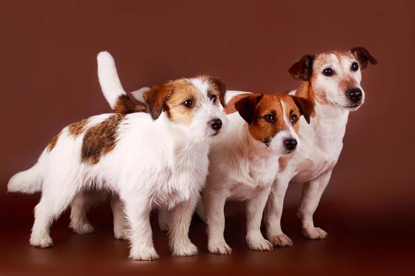 Cão animal — Fotografia de Stock