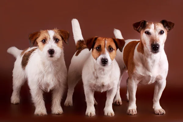 สุนัขสัตว์ — ภาพถ่ายสต็อก