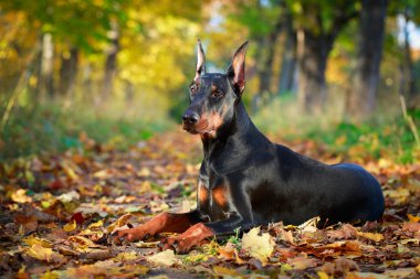 hayvan köpek