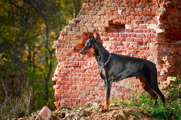 Animal Dog — Stock Photo, Image