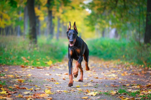 Животный пес — стоковое фото
