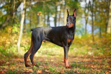 hayvan köpek