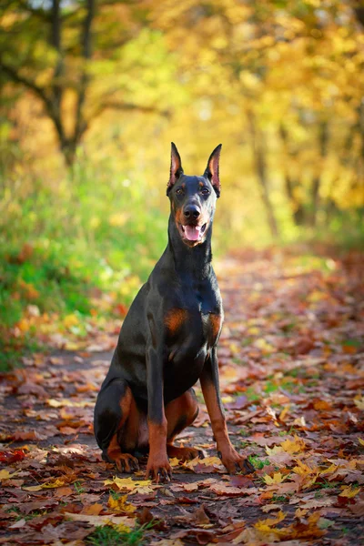 Hayvan köpek — Stok fotoğraf