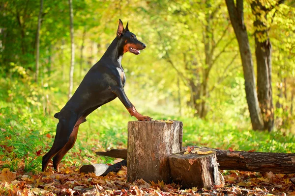 Cão animal — Fotografia de Stock