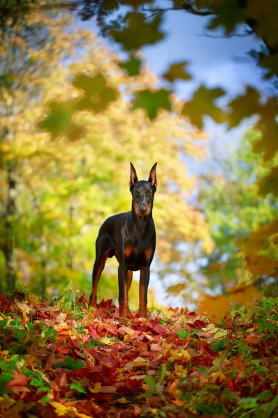 動物犬 — ストック写真