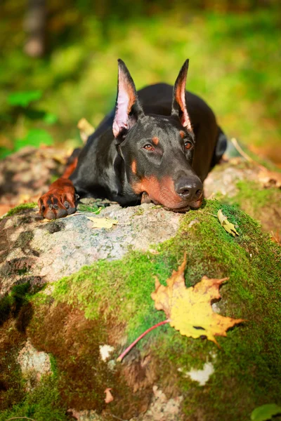 Perro animal — Foto de Stock